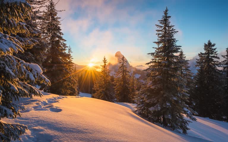 被白雪覆盖的树木,背景是夕阳西下