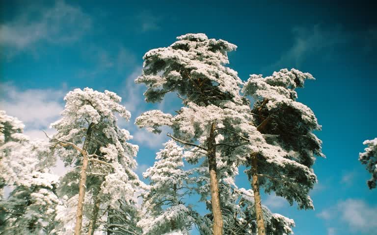 晴天蓝天被白雪覆盖的树木