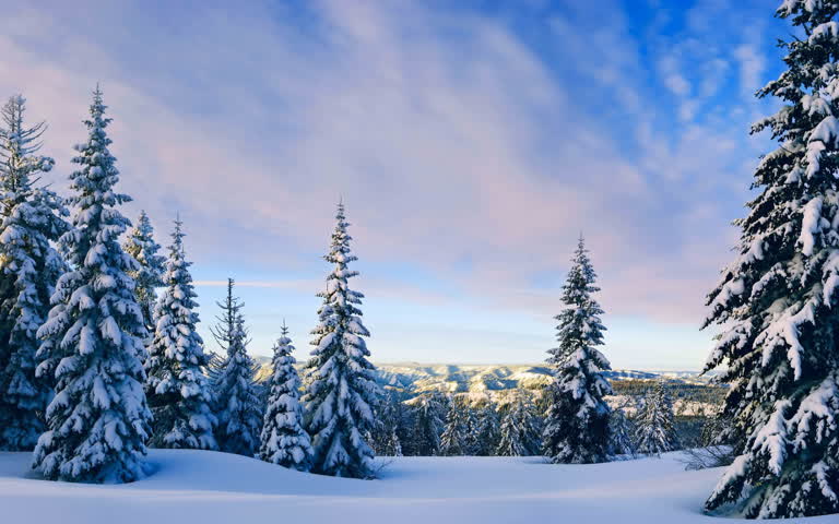 山上阳光明媚的日子里被白雪覆盖的树木