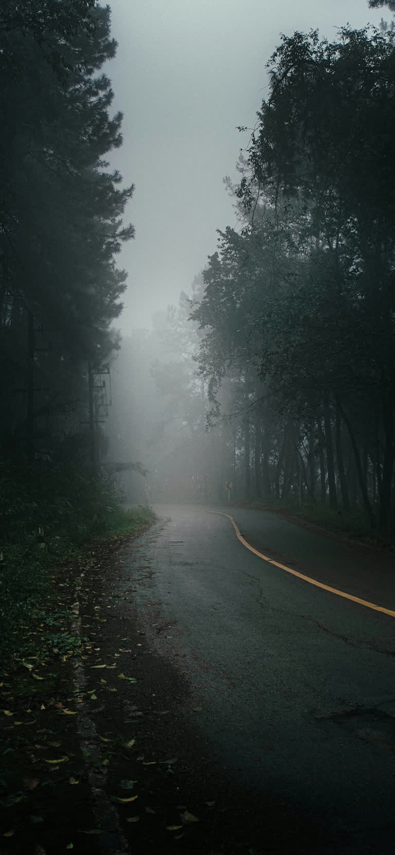 道路两旁的树木被雾气笼罩