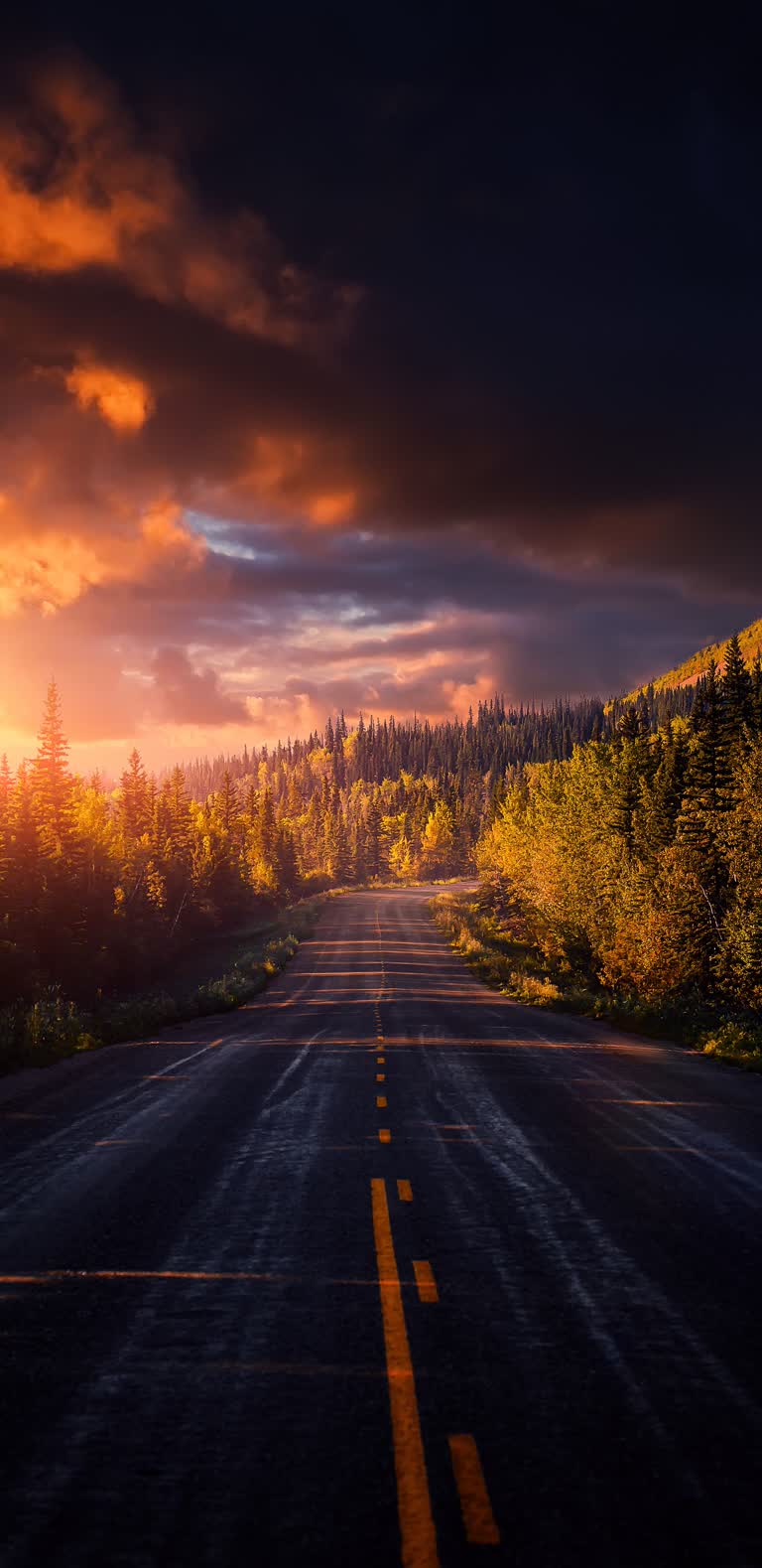 道路两旁的树木,背景是日落