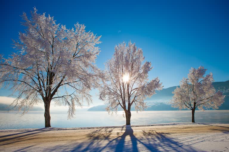 有三棵树矗立在水边的雪地里