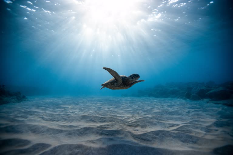 有一只在海水中游泳