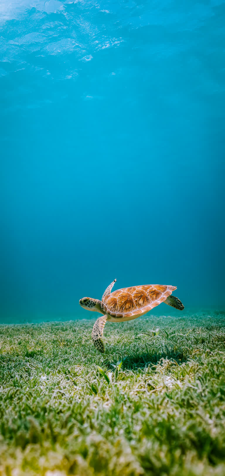有一只在水中游泳