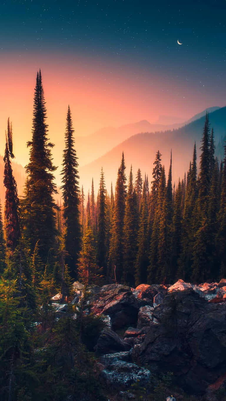前景是松树成荫的山脉景色