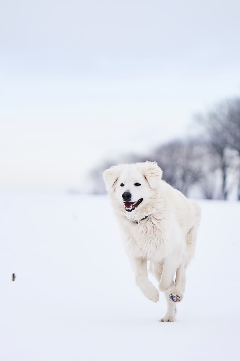 有一只白狗在雪地里奔跑
