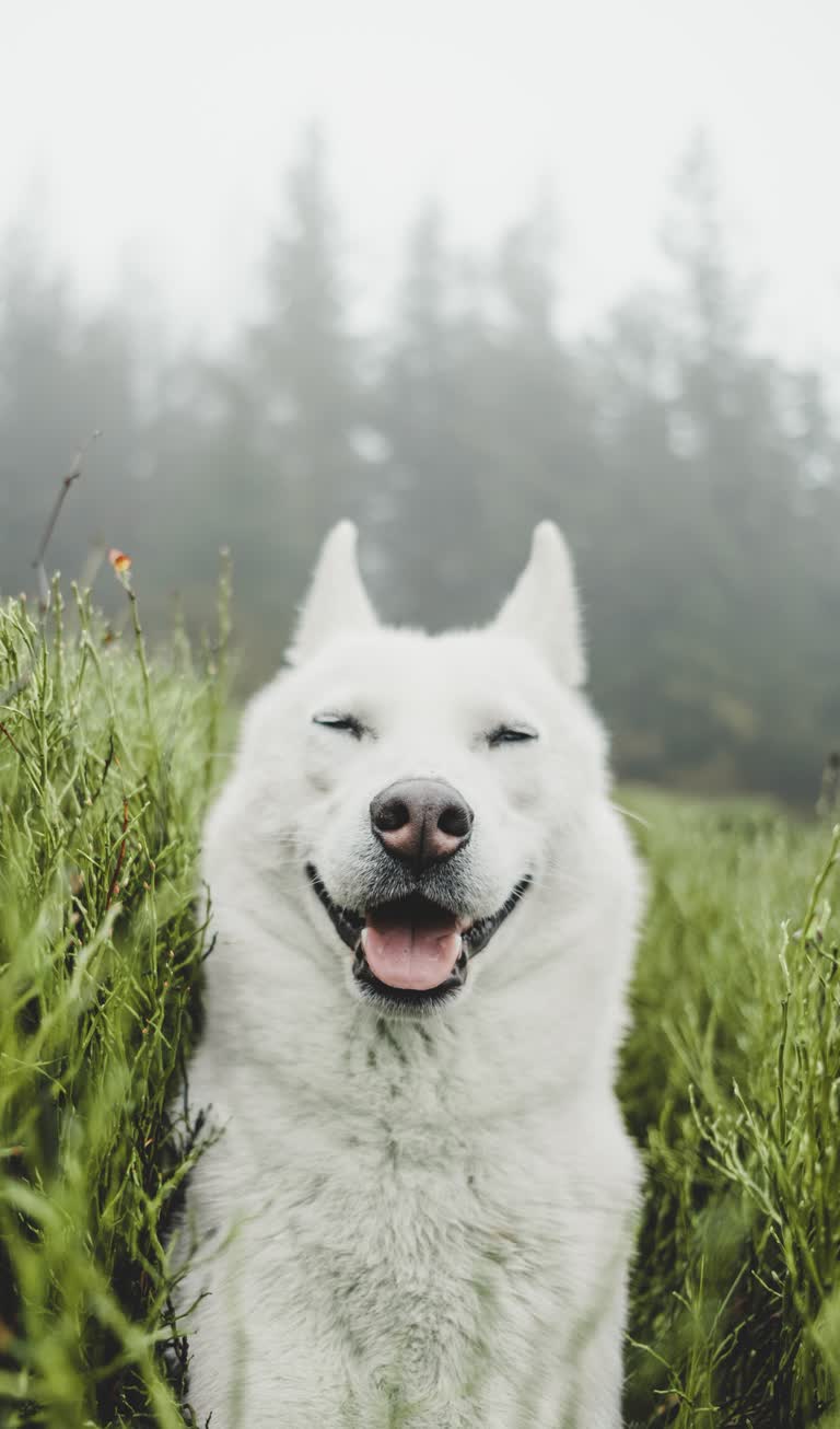 有一只白狗坐在草丛里