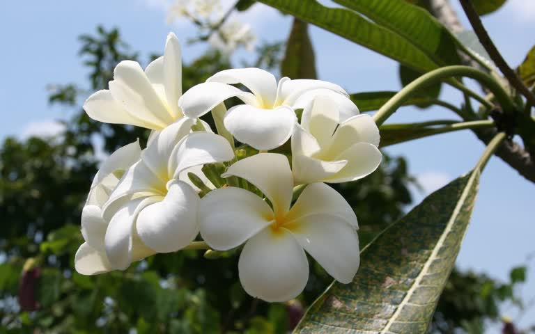 有一朵白花在树上绽放