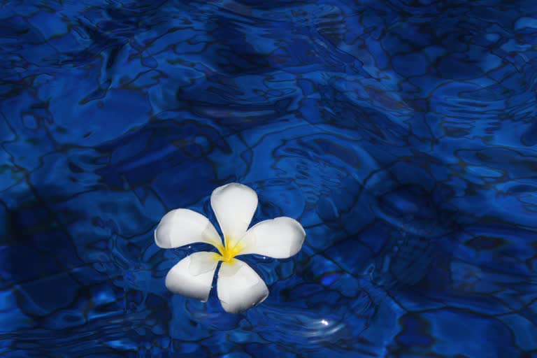 一池碧水里漂浮着一朵白花