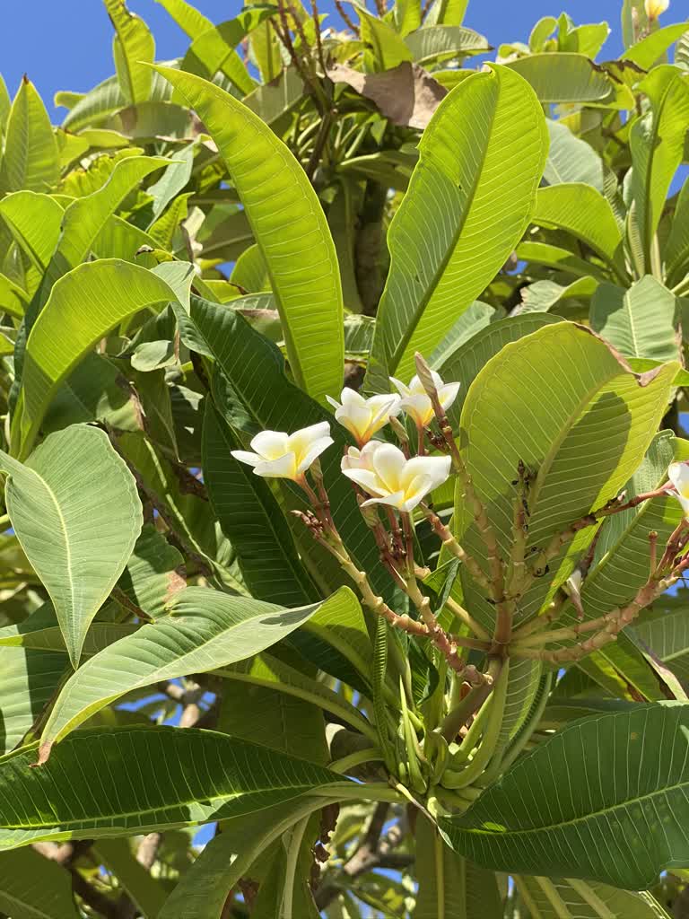 有一朵白花,长在树上