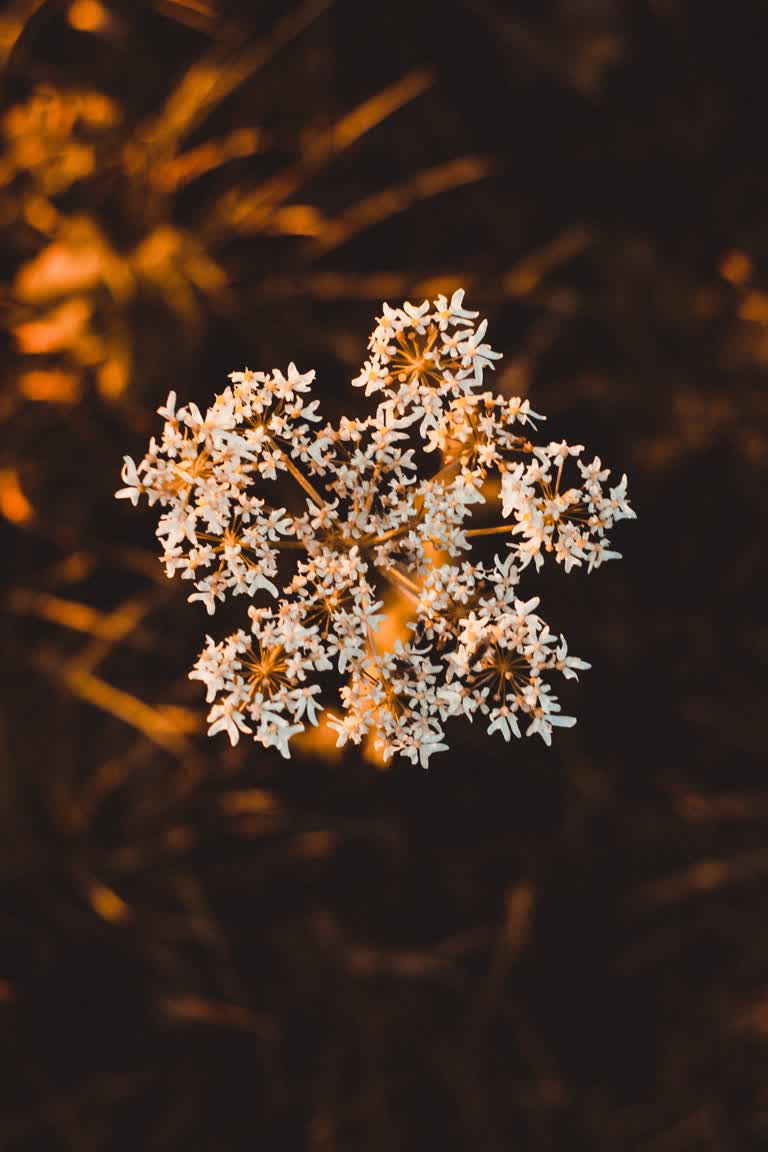 有一朵白花在半夜