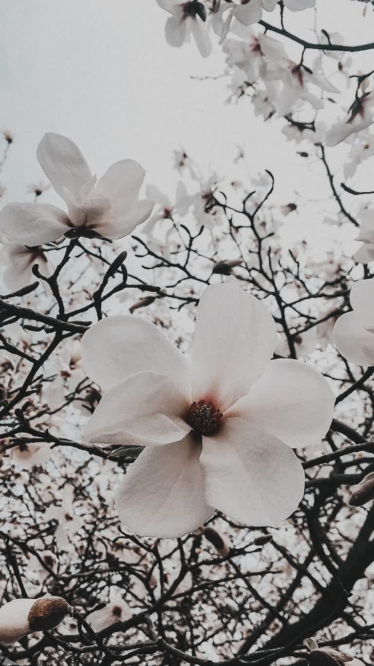 有一朵白色的花在树中间