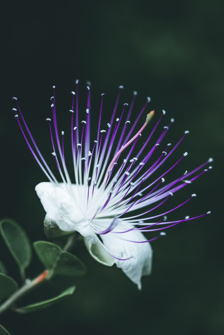 有一朵白色的花,上面有紫色的雄蕊