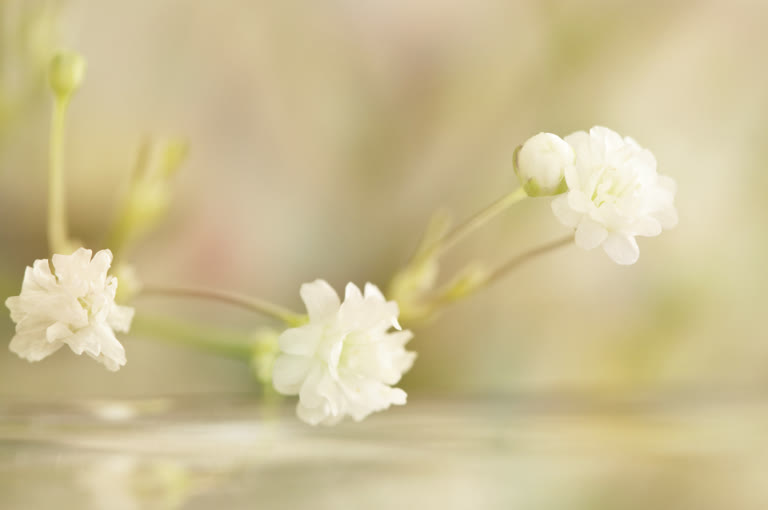 桌子上的玻璃花瓶里放着一些白色的花朵