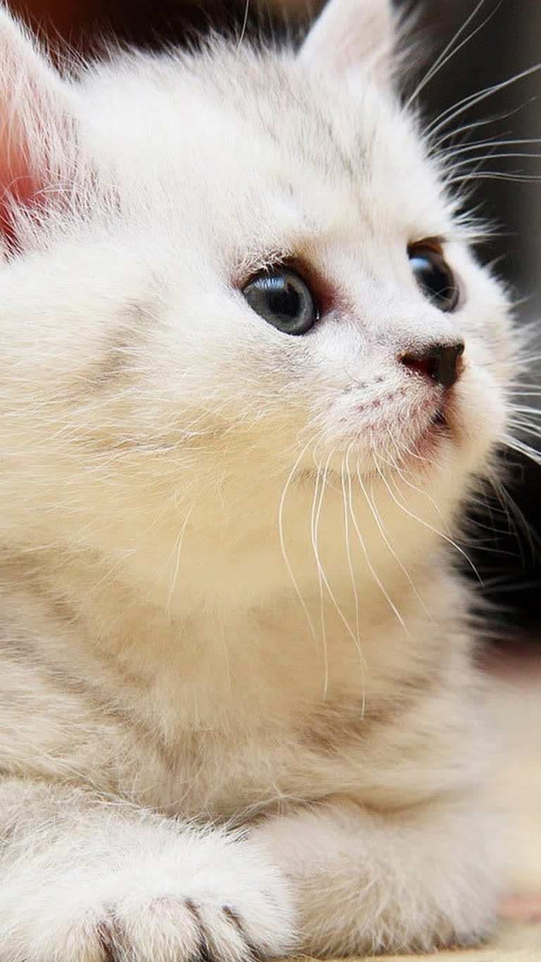 有一只白色的小猫躺在地板上