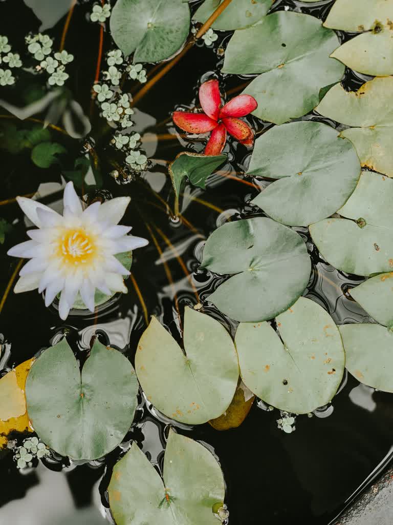有一朵白红相间的花漂浮在池塘里