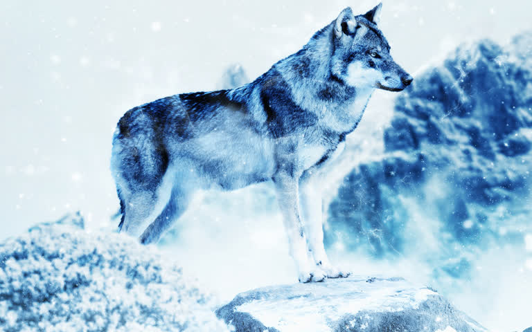 有一只狼站在雪地里的岩石上