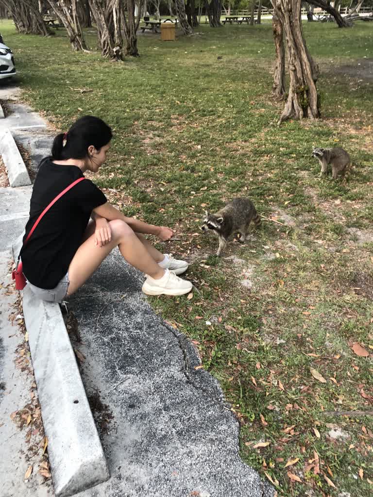 有一个女人坐在路边抚摸一只浣熊