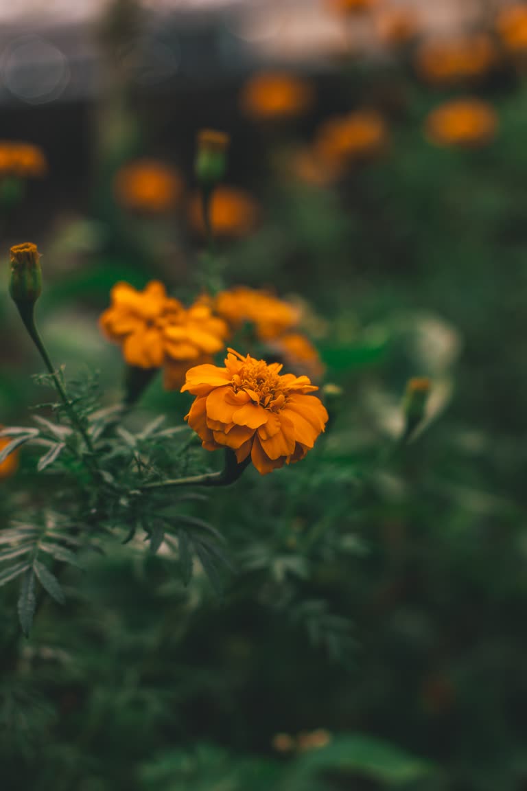 花园里长着许多黄色的花朵
