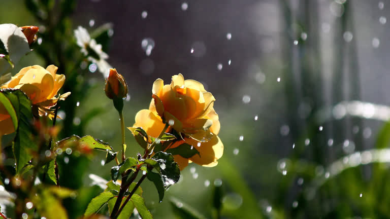 有一朵黄玫瑰在雨中生长
