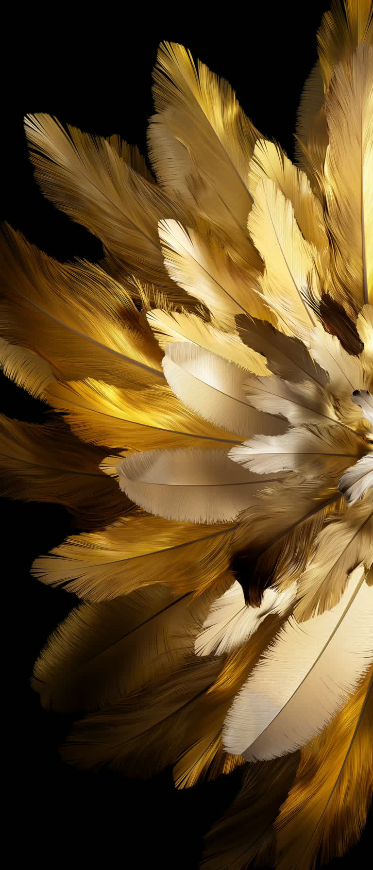 黄色和白色的羽毛在黑色背景上排列成一个圆圈